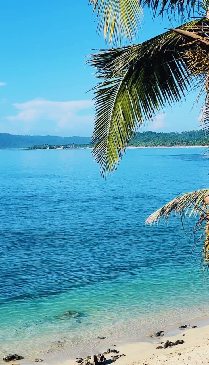 Palm fronds over turquoise water